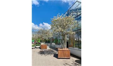 Gartenpflanzen Daepp Gartenpflanzen Daepp