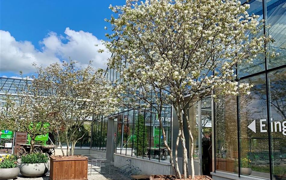 Amelanchier lamarckii Solitär im Holzgefäss