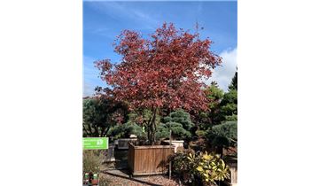 Gartenpflanzen Daepp Gartenpflanzen Daepp