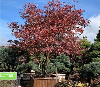 Amelanchier lamarckii Solitär im Holzgefäss
