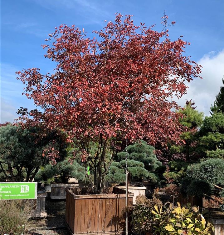 Kupfer-Felsenbirne Kupfer-Felsenbirne