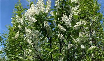 Zum Vergrößern klicken Bildvorschau