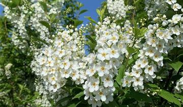 Zum Vergrößern klicken Bildvorschau