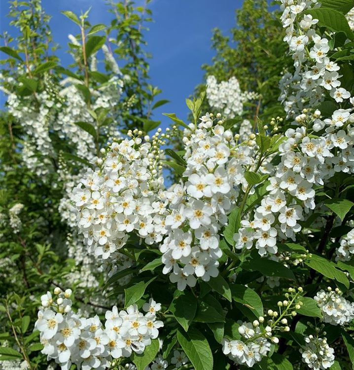 Traubenkirsche Traubenkirsche