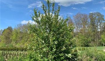 Zum Vergrößern klicken Bildvorschau