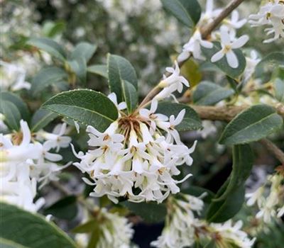 Osmanthus burkwoodii (x)