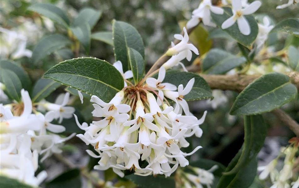 Osmanthus burkwoodii (x)
