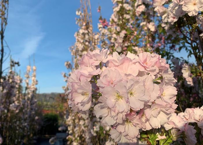 Prunus serrulata 'Amanogawa' Prunus serrulata 'Amanogawa'