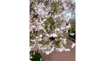 Gartenpflanzen Daepp Gartenpflanzen Daepp