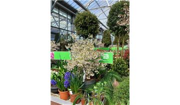 Gartenpflanzen Daepp Gartenpflanzen Daepp