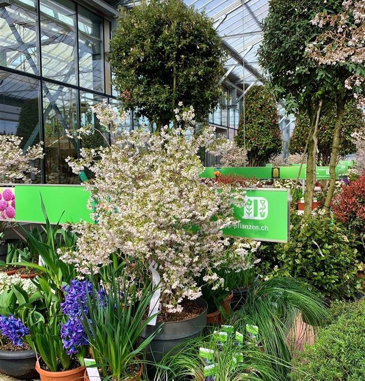 März Kirsche März Kirsche