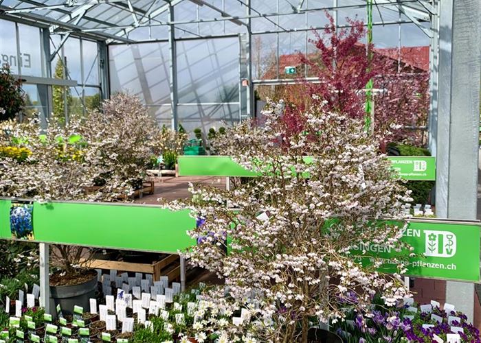 Prunus incisa 'Kojou-no-mai' Prunus incisa 'Kojou-no-mai'