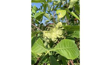 Gartenpflanzen Daepp