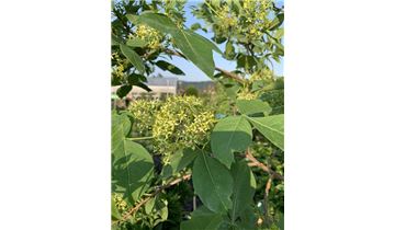 Gartenpflanzen Daepp