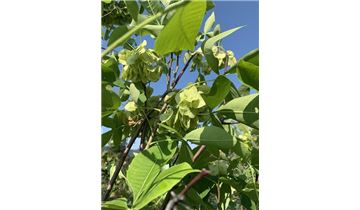 Gartenpflanzen Daepp