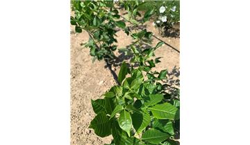 Gartenpflanzen Daepp