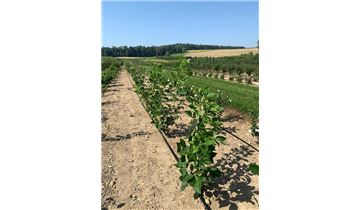 Gartenpflanzen Daepp