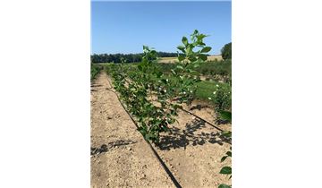 Gartenpflanzen Daepp