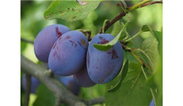 Gartenpflanzen Daepp