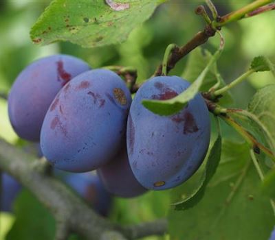 Prunus domestica 'Fellenberg'