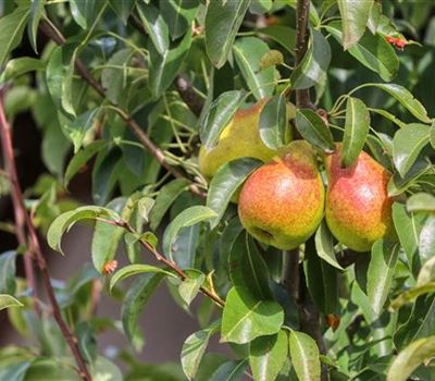 Pyrus communis 'Gute Luise von Avranches'