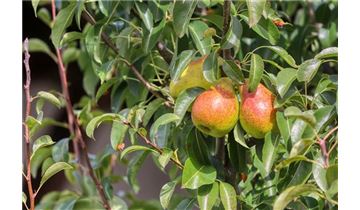 Gartenpflanzen Daepp