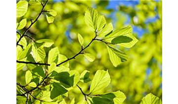 Gartenpflanzen Daepp