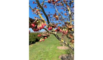 Gartenpflanzen Daepp