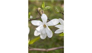 Gartenpflanzen Daepp