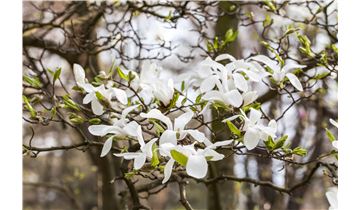 Gartenpflanzen Daepp