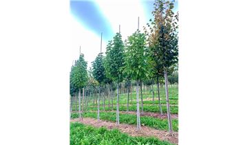 Gartenpflanzen Daepp