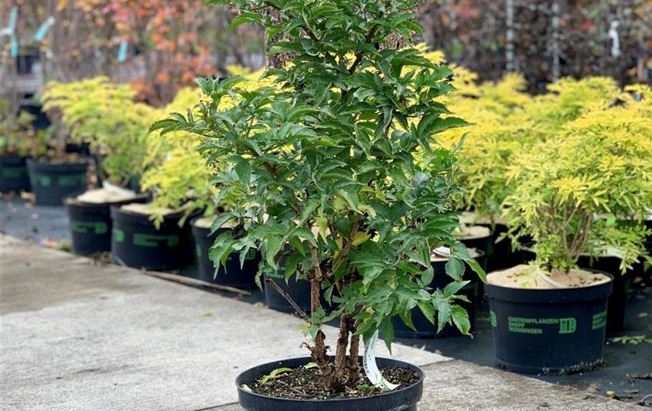 Sambucus nigra 'Green Tower'
