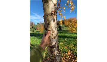 Gartenpflanzen Daepp