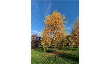 Gartenpflanzen Daepp