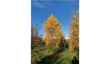 Gartenpflanzen Daepp