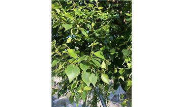 Gartenpflanzen Daepp