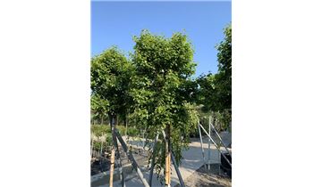 Gartenpflanzen Daepp