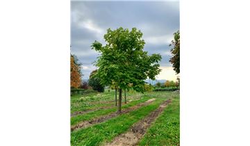 Gartenpflanzen Daepp