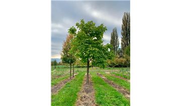 Gartenpflanzen Daepp