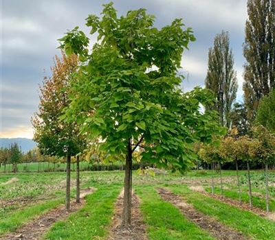 Catalpa bignonioides Solitär