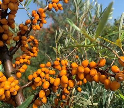 Hippophae rhamnoides 'Leikora'