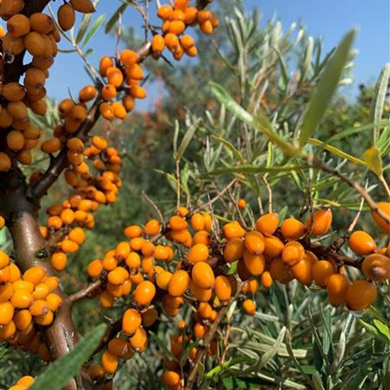 Hippophae rhamnoides 'Leikora'