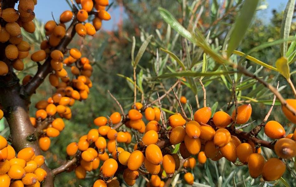 Hippophae rhamnoides 'Leikora'