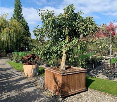 Malus domestica 'Schöner von Boskoop' Nr. 112