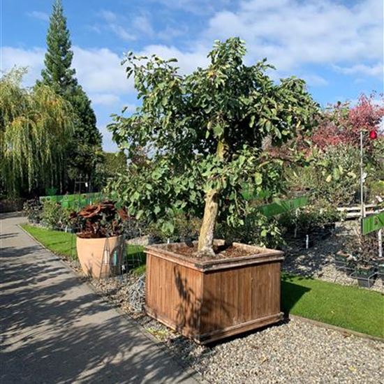 Malus domestica 'Schöner von Boskoop' Nr. 112