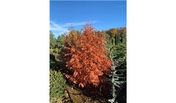 Gartenpflanzen Daepp