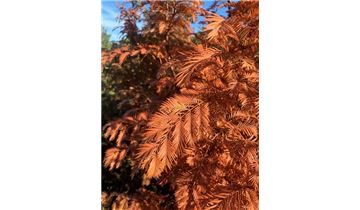 Gartenpflanzen Daepp