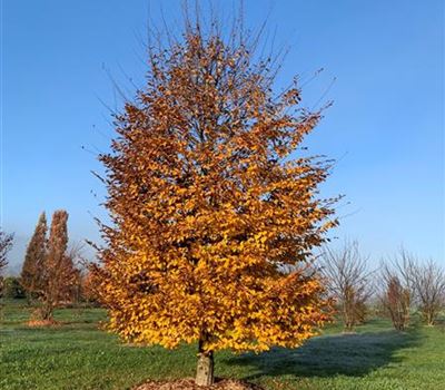 Carpinus betulus Nr. 152