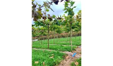 Gartenpflanzen Daepp