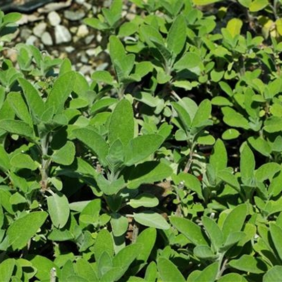 Salvia officinalis 'Berggarten' Salvia officinalis 'Berggarten'